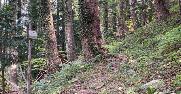 Abetina di Selva Grande Abetina di Selva Grande