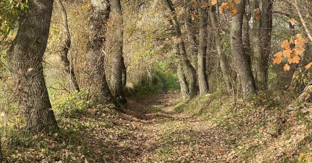 Bosco La Cesa San Buono Bosco La Cesa San Buono